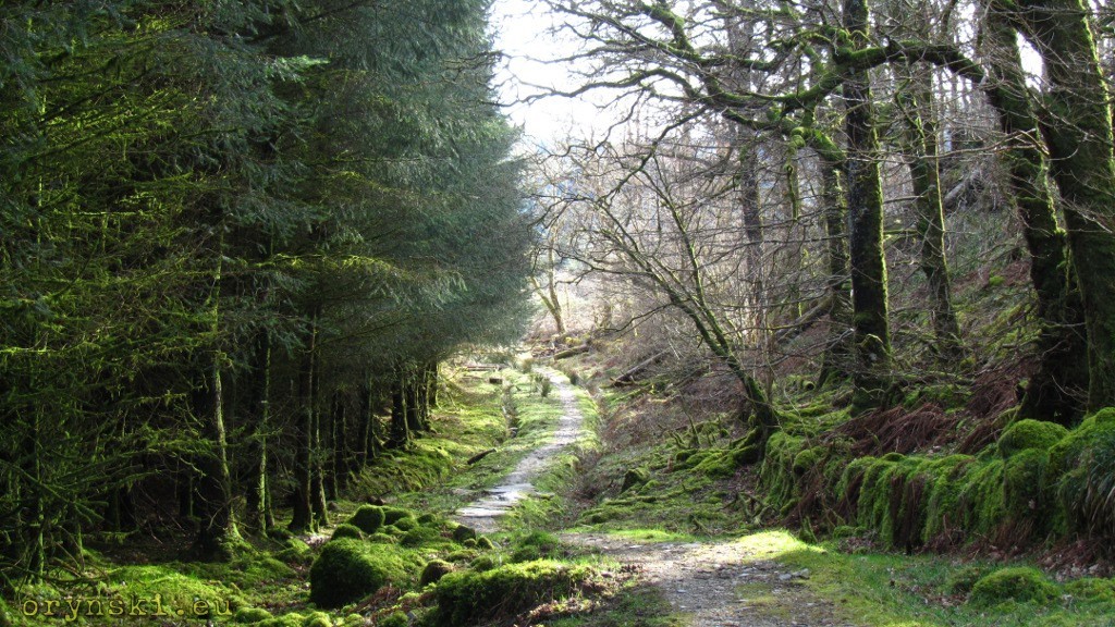 Las w Kilmartin Glen