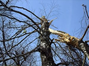 1200px-tree_of_polish_air_force_tu-154_crash_mak_report